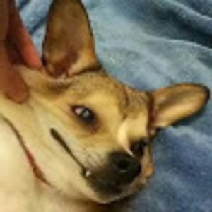 Meet your Posher, William